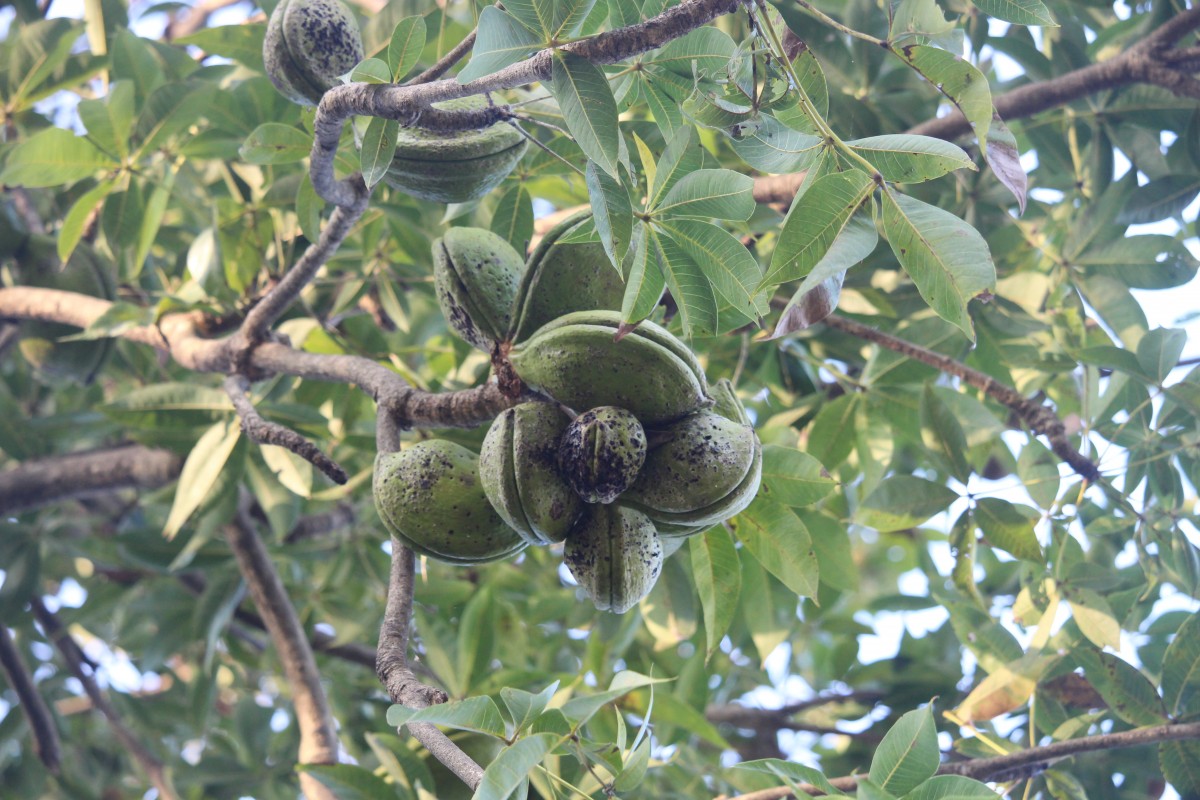 Sterculia foetida L.